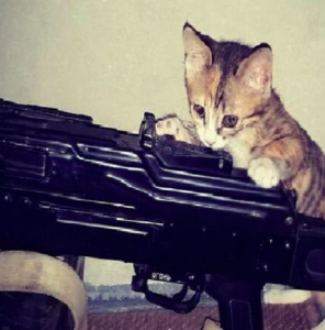 Fotos de gatos e armas publicadas por autoproclamados terroristas tornaram-se virais. 